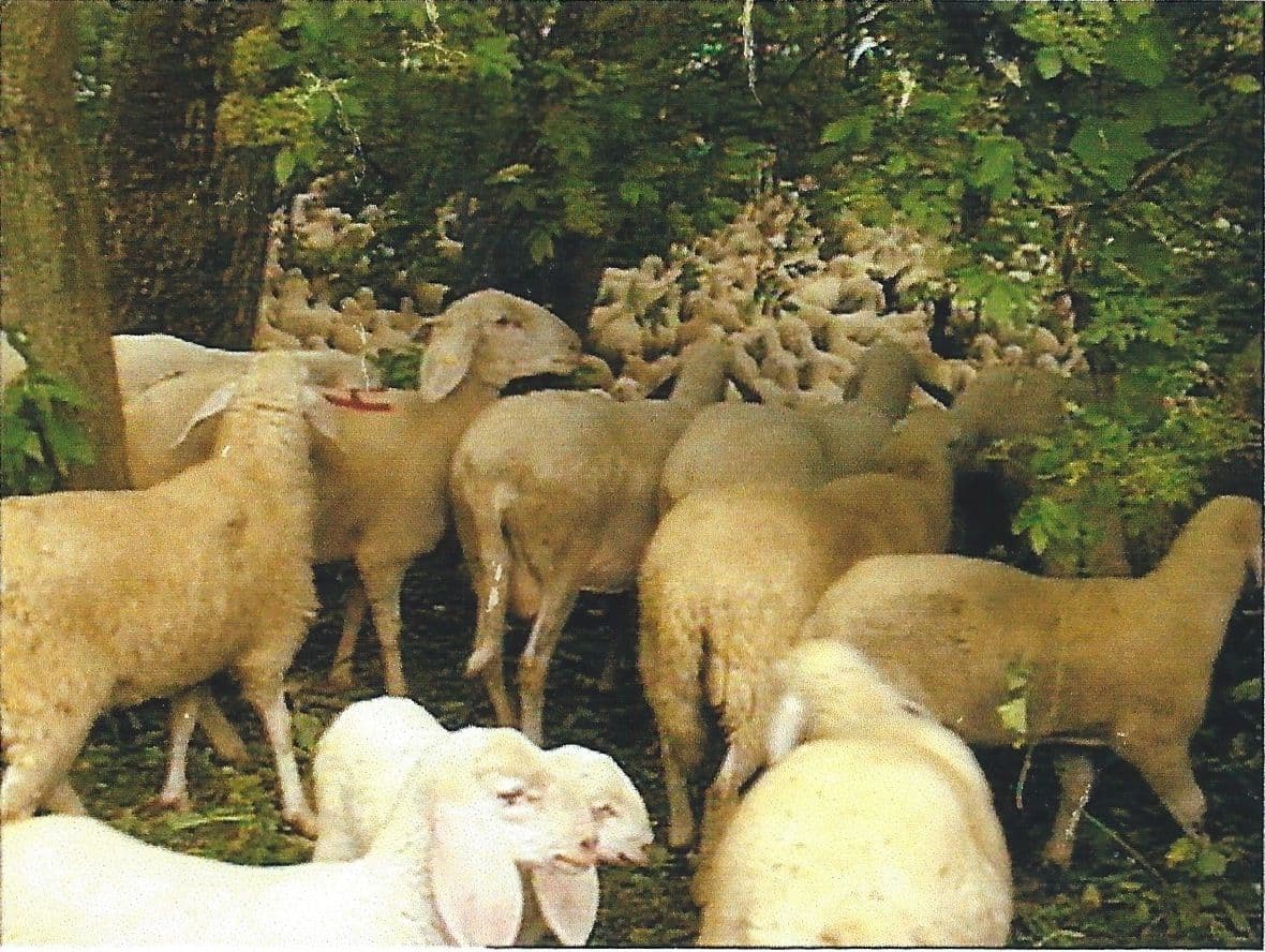 Dall'Adige al portuale con i pastori magonara film card