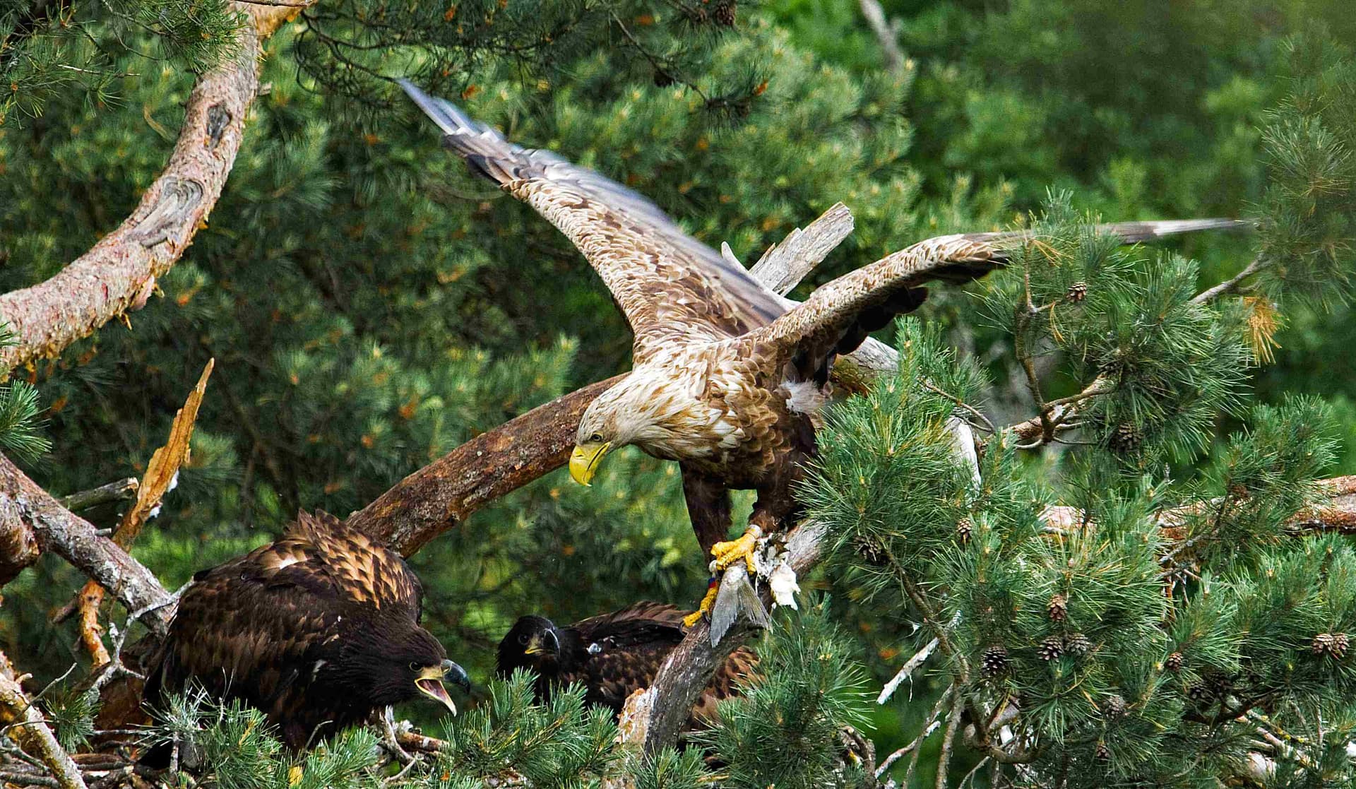 LA FORESTA ANTICA film card